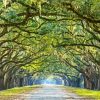 The Lowcountry Trees paint by numbers