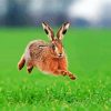 Running Hares In The Grass paint by numbers