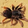 Tarantula Spider paint by numbers