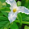 White Wood Lily paint by numbers