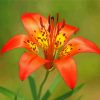 Wood Lily paint by numbers