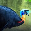 Cassowary bird paint by numbers