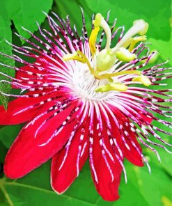 Aesthetic Passion flower paint by numbers