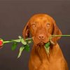 Brown Dog Holding a Red Rose paint by numbers