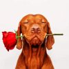Cute Brown Dog Holding a Red Rose paint by numbers