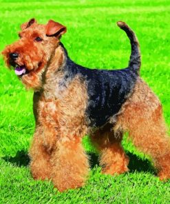 dog Welsh Terrier paint by number