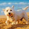 West Highland White Terrier paint by numbers