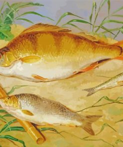 Coarse Fish paint by numbers