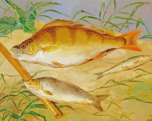 Coarse Fish paint by numbers