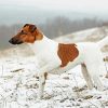 Smooth Fox Terrier In Snow paint by numbers