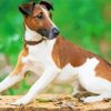 Smooth Fox Terrier paint by numbers