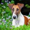 Smooth Fox Terrier With Flowers paint by numbers