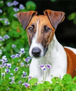 Smooth Fox Terrier With Flowers paint by numbers