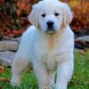 White English Golden Retriever Puppy paint by numbers