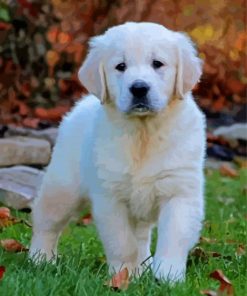 White English Golden Retriever Puppy paint by numbers