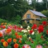 House With Flowers Garden paint by numbers