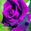 Purple Rose paint by numbers