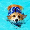 Adorable Dog In Water paint by numbers
