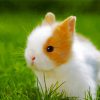 Cute Baby Rabbit paint by numbers