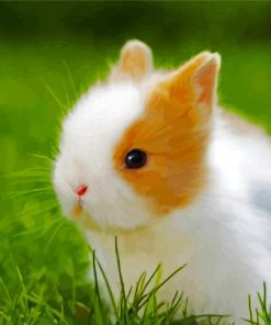 Cute Baby Rabbit paint by numbers