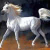 White Arabian Horse paint by numbers