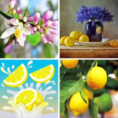 lemon painting by numbers