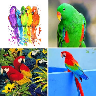 Parrots painting by numbers