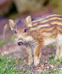 Baby Wild Pig paint by numbers