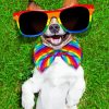 Happy Rainbow Dog paint by numbers