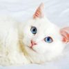 Beautiful White Cat paint by numbers