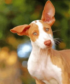 Cute Podenco Dog Paint By Numbers