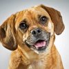 Adorable Puggle Dog Paint By Numbers