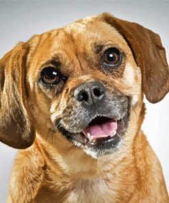 Adorable Puggle Dog Paint By Numbers
