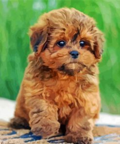 Shih Poo Puppy Paint By Numbers