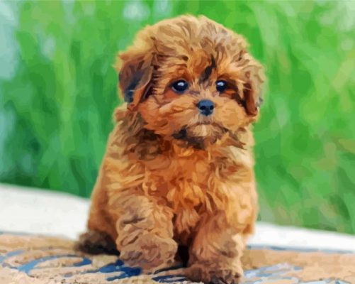 Shih Poo Puppy Paint By Numbers