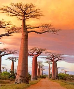 Baobab Avenue Paint By Numbers