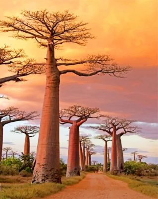 Baobab Avenue Paint By Numbers