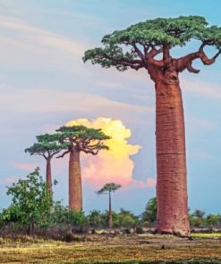 Aesthetic Baobab Tree Paint By Numbers
