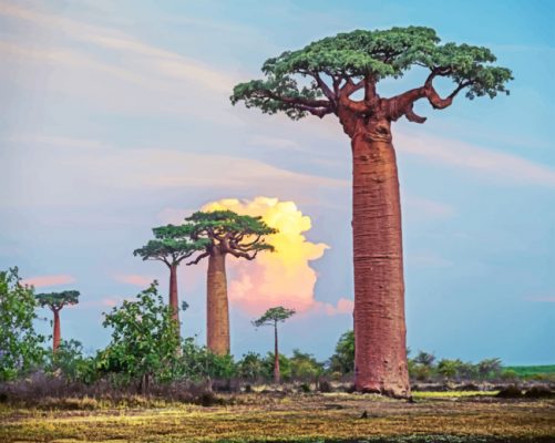 Aesthetic Baobab Tree Paint By Numbers