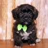 Black Shorkie Dog Paint By Number