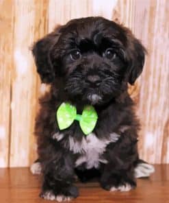 Black Shorkie Dog Paint By Number